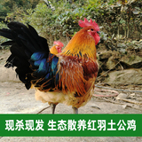 小武哥生态散养红羽土公鸡土母鸡整鸡205天 农家散养土鸡活鸡 新鲜现杀后约2.6kg(1)(1)